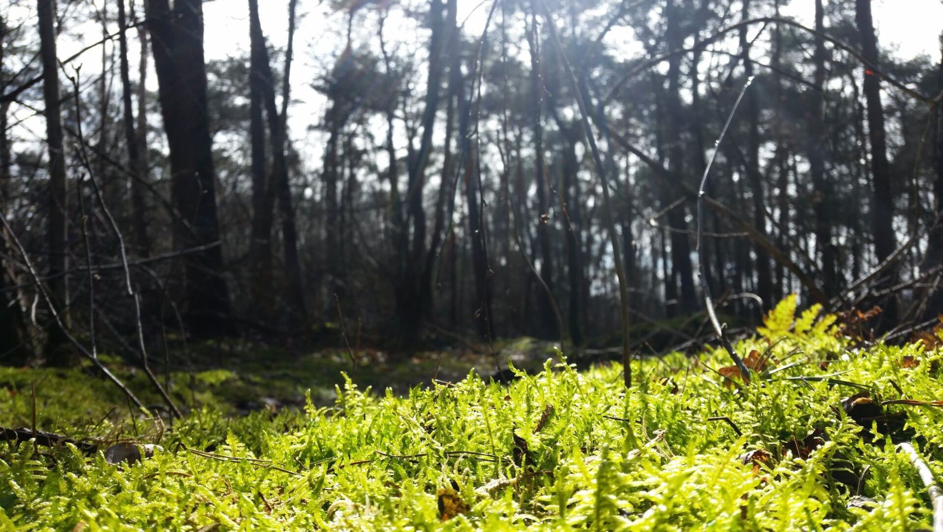 Het vrijgegeven bos