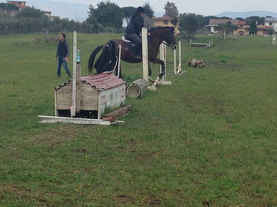 cavallo salta un ostacolo