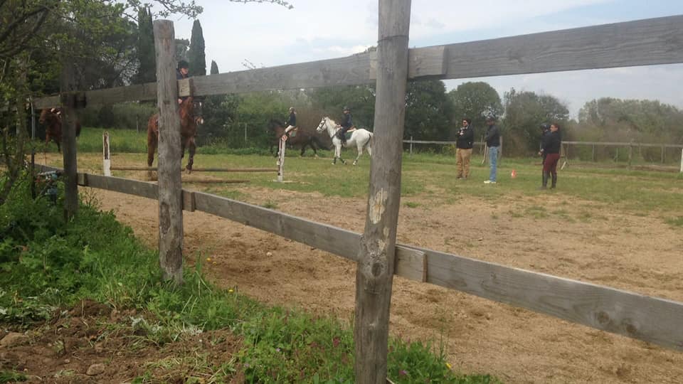 cavalli nel maneggio durante lezione
