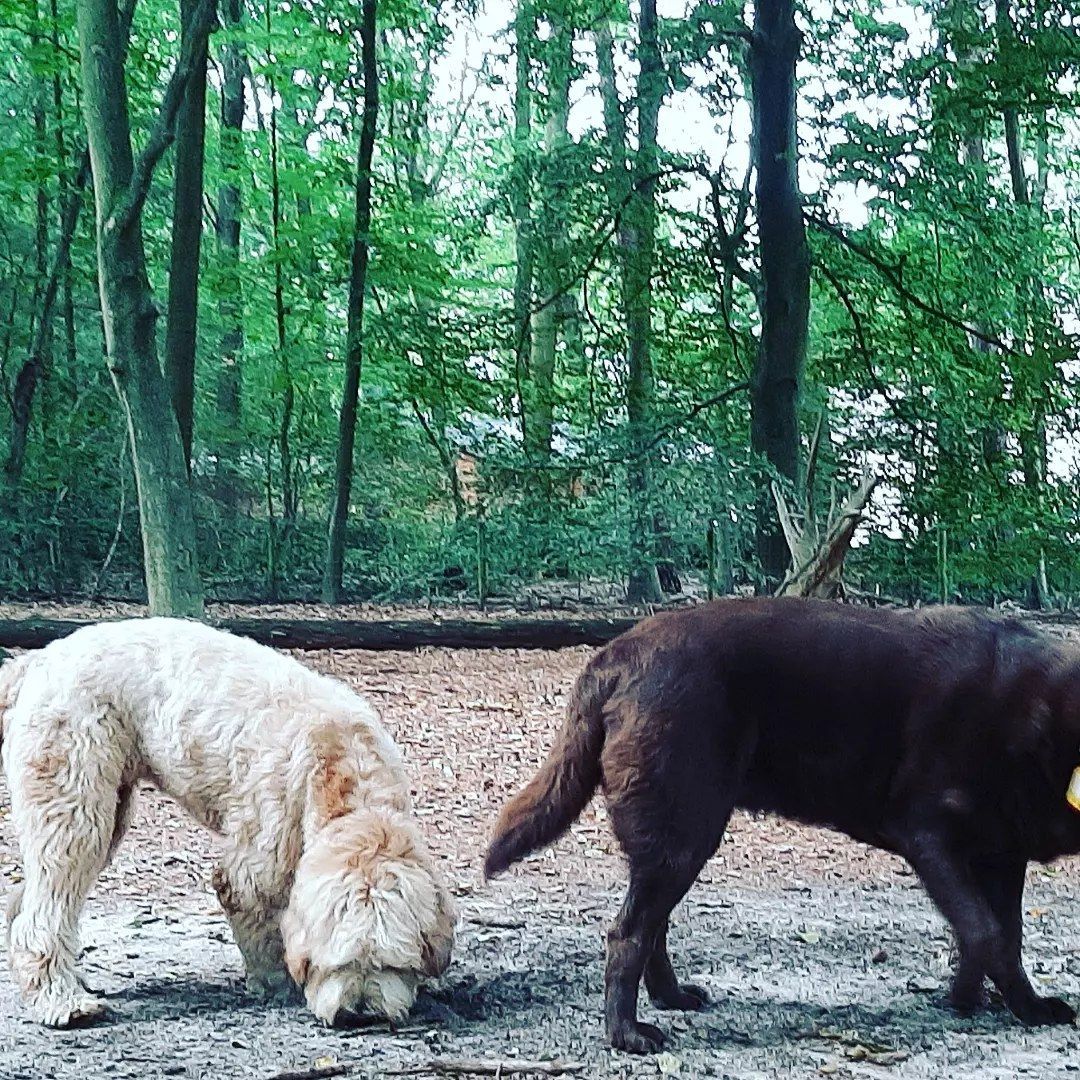 Twee honden snuffelen in het bos aan de grond.