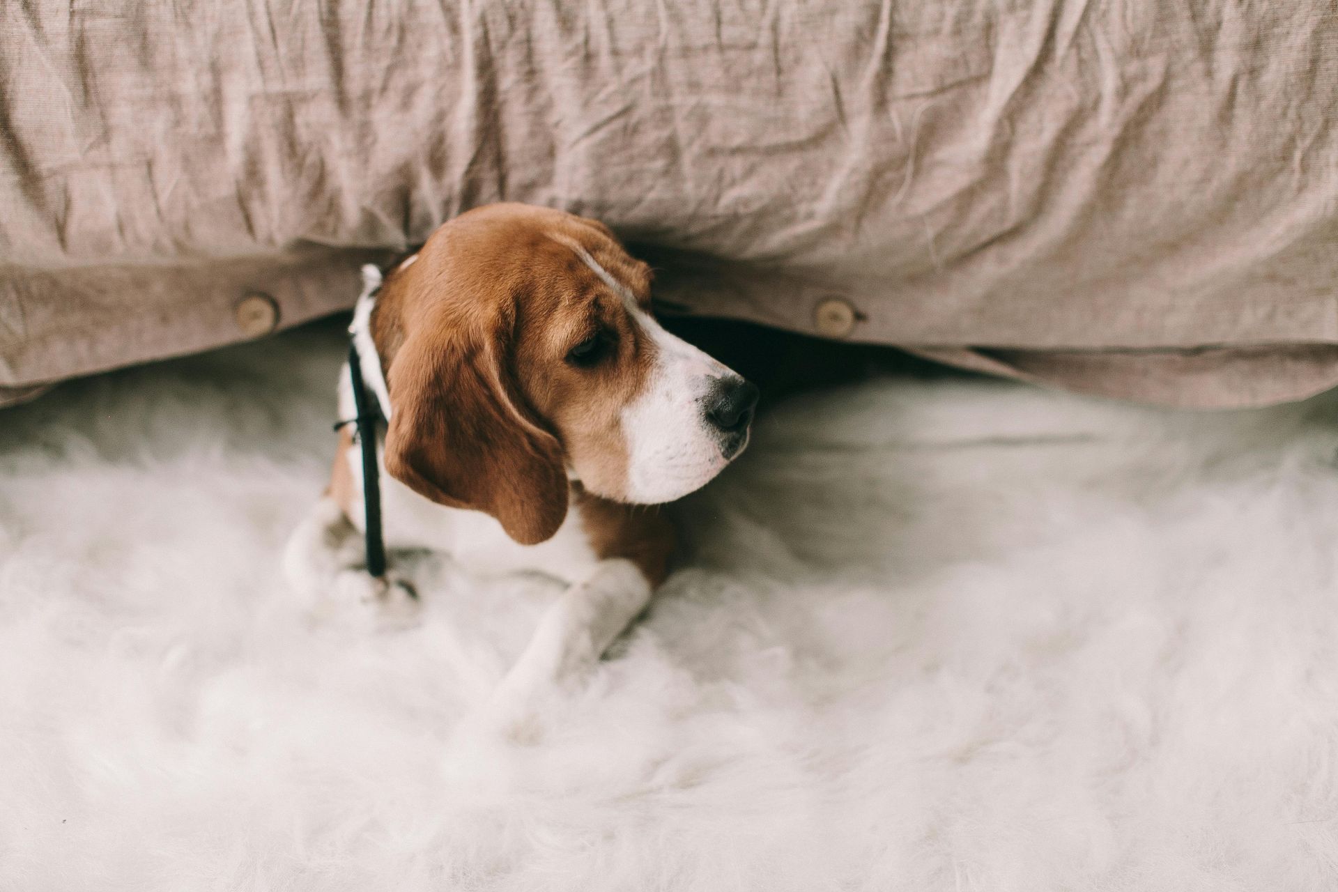 Hond schuilt voor harde vuurwerkgeluiden