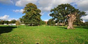 Grassy field with two large trees under a blue sky with scattered clouds.