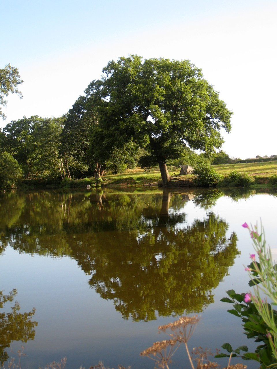 Tree reflected in still water, blue sky above. Green foliage, brown trunk, grassy bank.