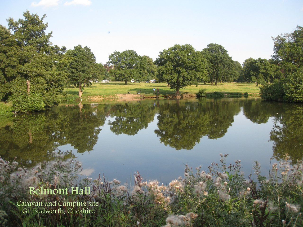 Still pond reflecting trees and green grass, at Belmont Hall.