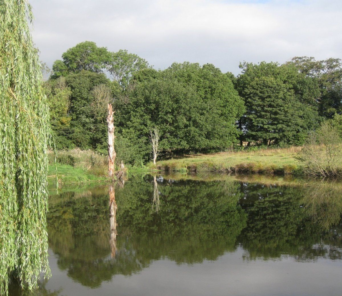 Still water reflecting trees and sky, a willow tree to the left.