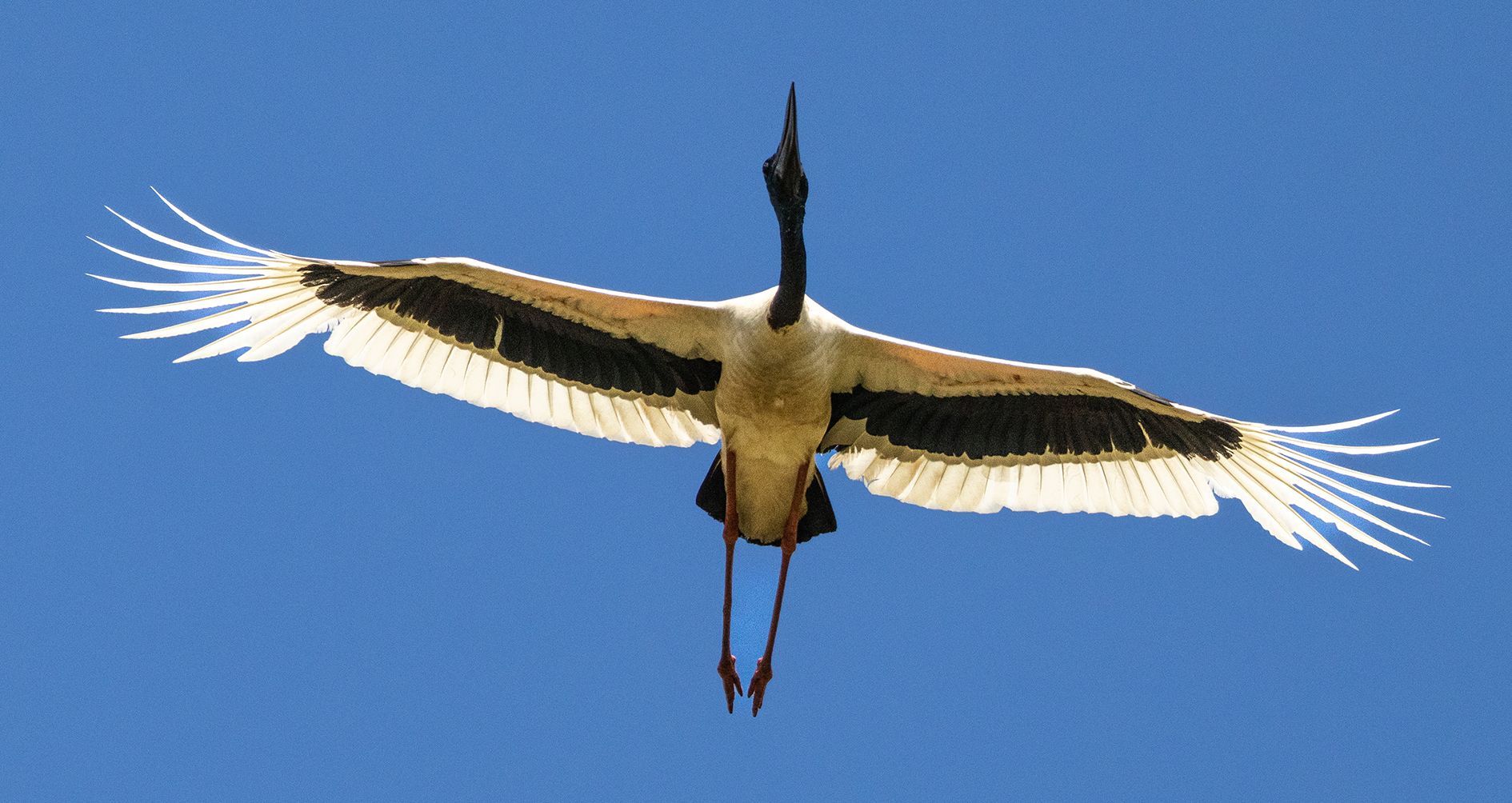 Endangered Black-necked stork 