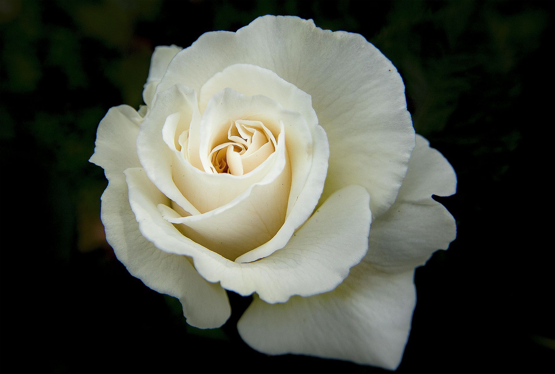 White rose bloom on a dark background — Ashes to Ashes Cremations In Mooroobool, QLD