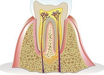 Roots of a Tooth — Dunnellon, FL — Carolina Dentures and General Dentistry