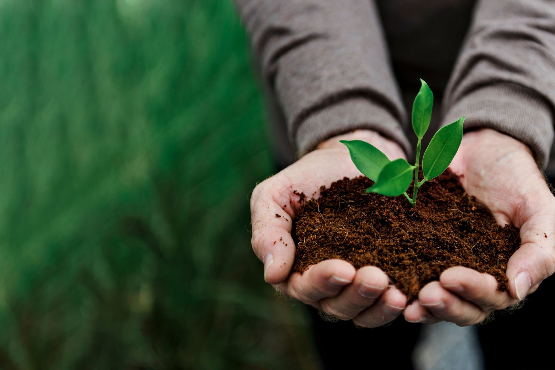 Hands holding a mound of dark soil with a small, green sprout growing from the center against a blurred green background.