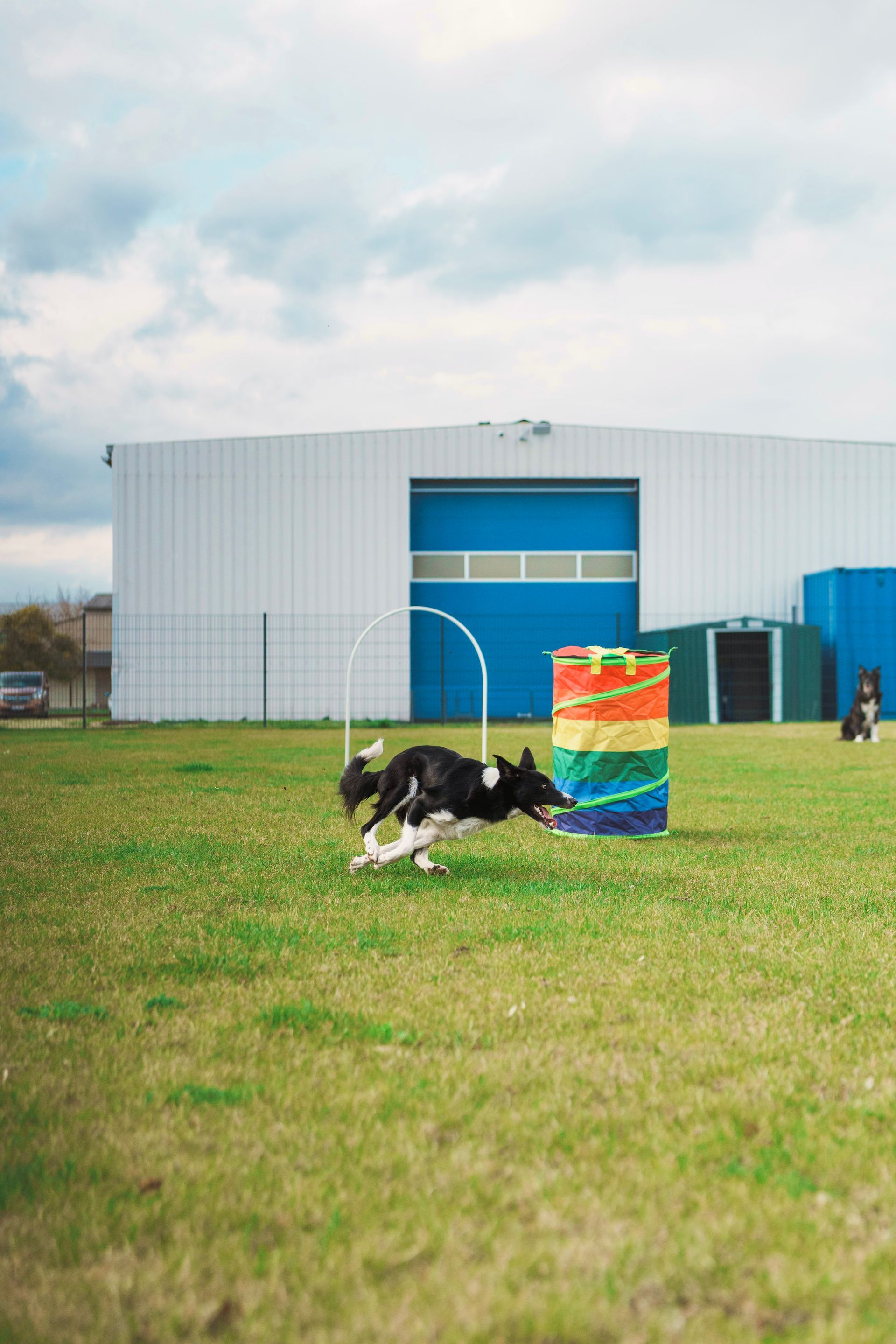 Ein Border Collie springt auf einem Feld über ein buntes Fass.