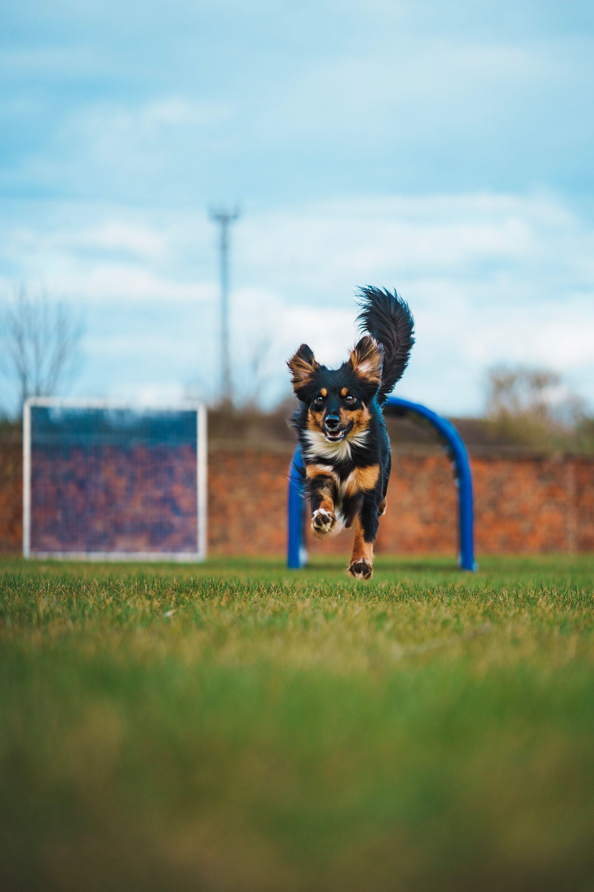 Ein Hund springt über ein blaues Hindernis auf einem Feld.