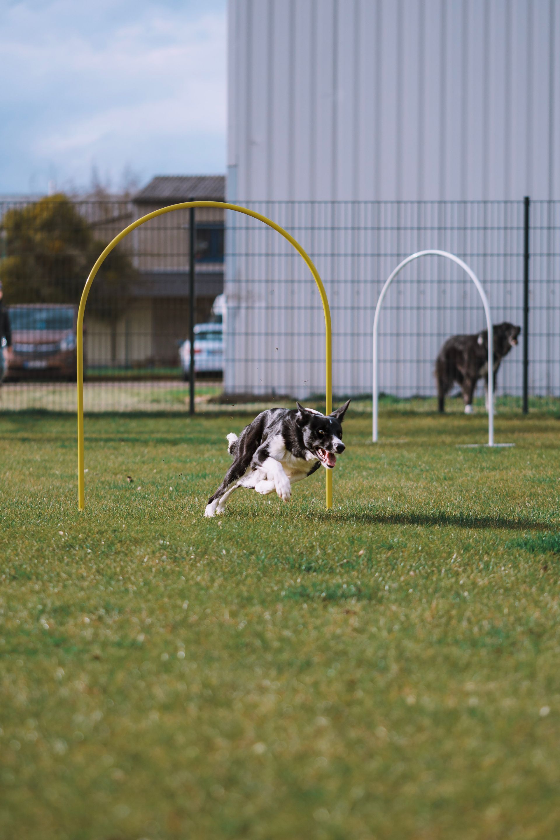 Ein Hund rennt durch einen gelben Bogen in einem Park.