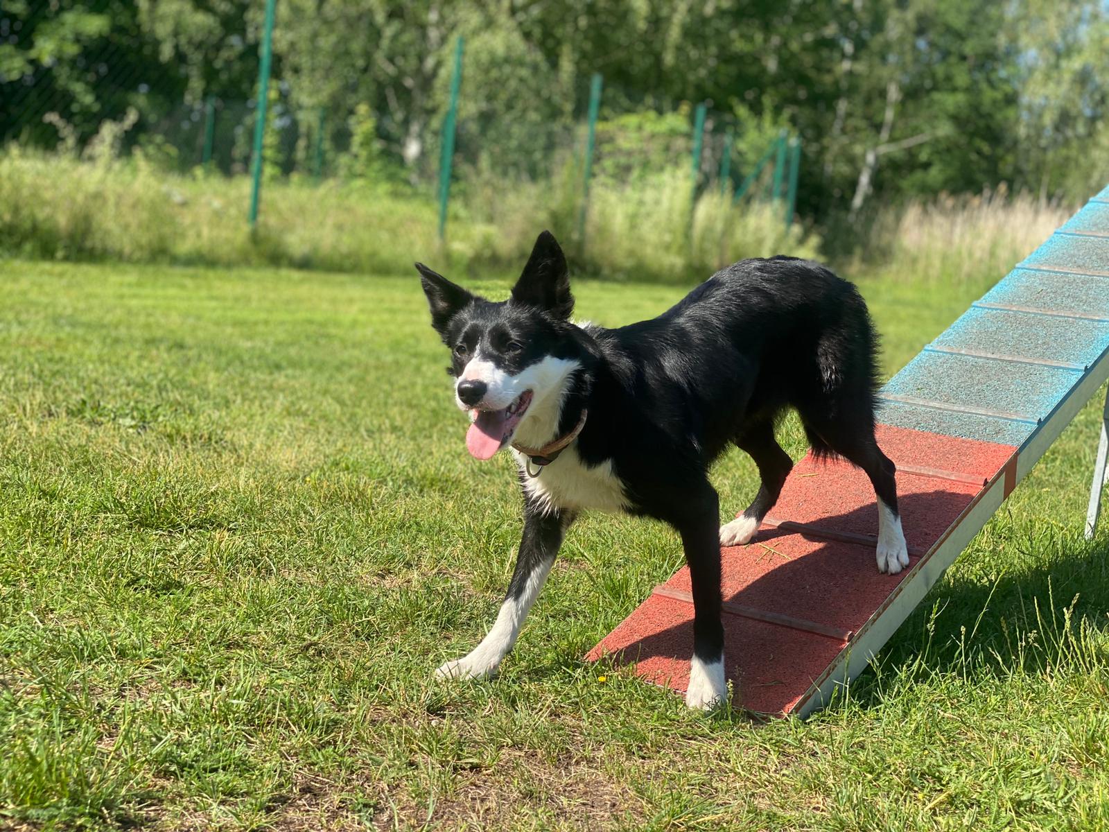 Ein schwarz-weißer Hund steht auf einer Rampe im Gras.
