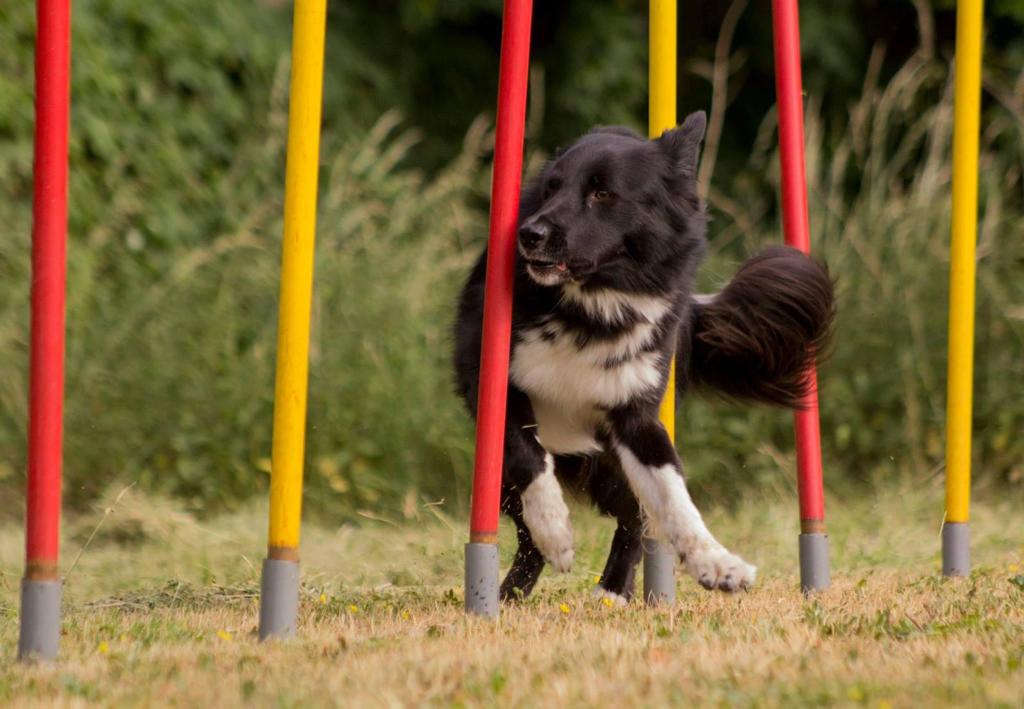 Ein schwarz-weißer Hund springt durch rote und gelbe Stangen.
