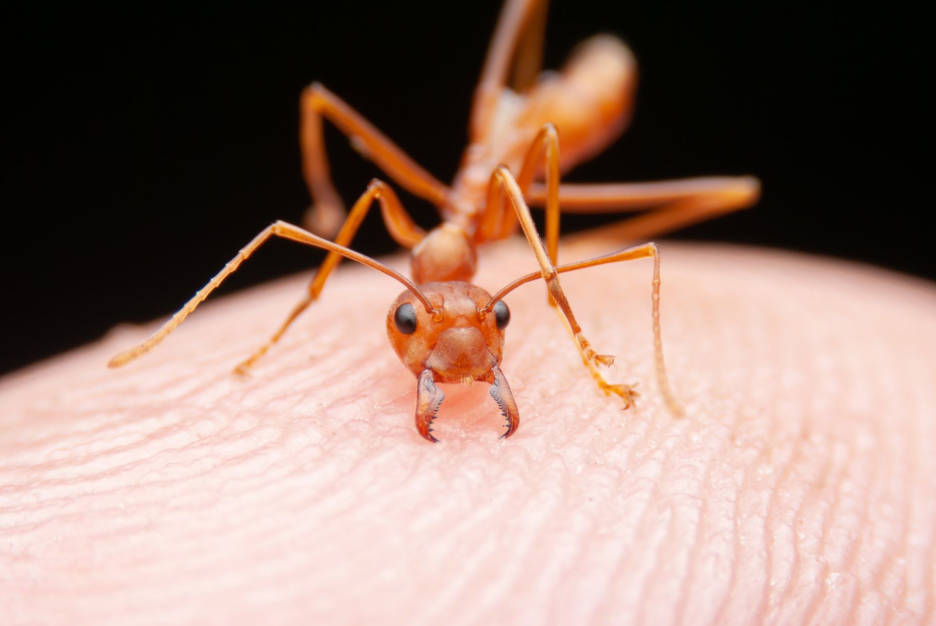A close up of an ant on a person 's finger.