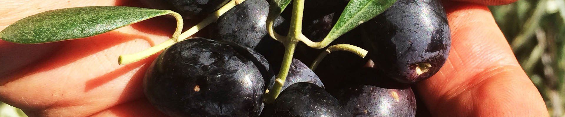 Ripe black olives