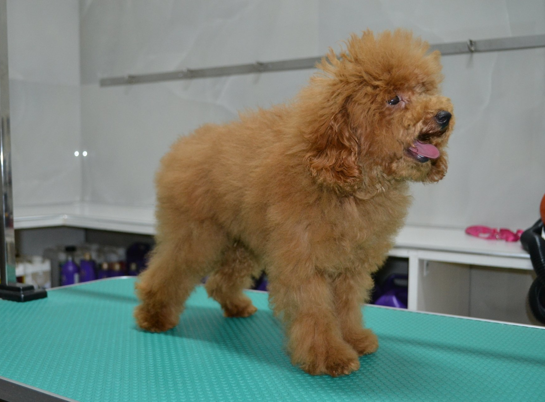 barboncino toelettato