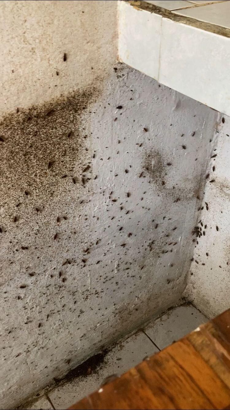 FUMIGACIONES CARBAJAL