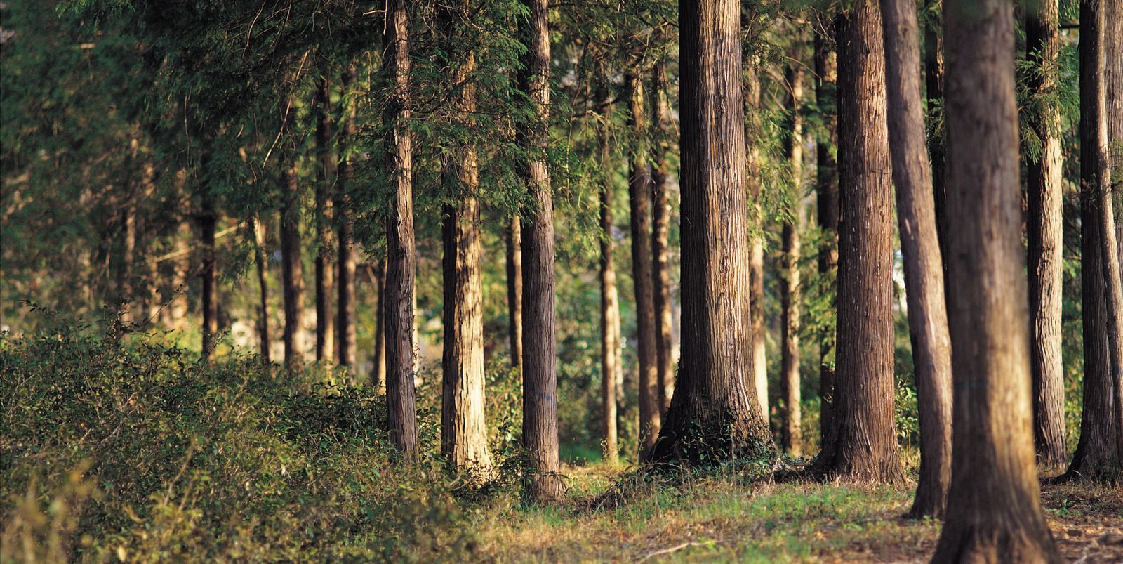 A row of trees in a forest with the sun shining through the trees.