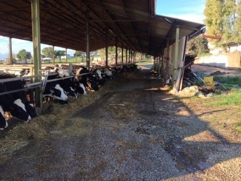 mucche in allevamento all'aperto