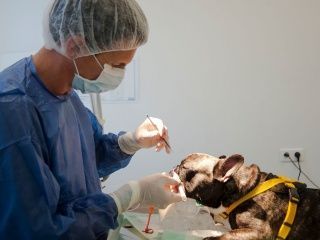 Un vétérinaire en blouse bleue examine le visage d'un bouledogue français noir et blanc à l'aide d'instruments chirurgicaux dans une pièce blanche.