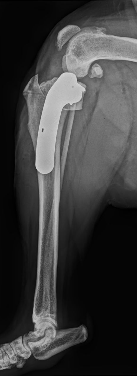 Radiographie de la patte d'un chien portant un gros implant métallique, du genou jusqu'au milieu de la patte. Le pied est également visible.