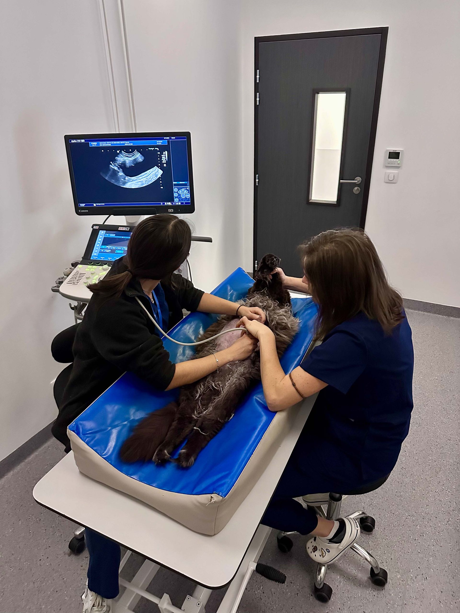 Deux vétérinaires réalisent une échographie sur un chat. Ils se trouvent dans une salle d'examen, devant un écran affichant l'image.
