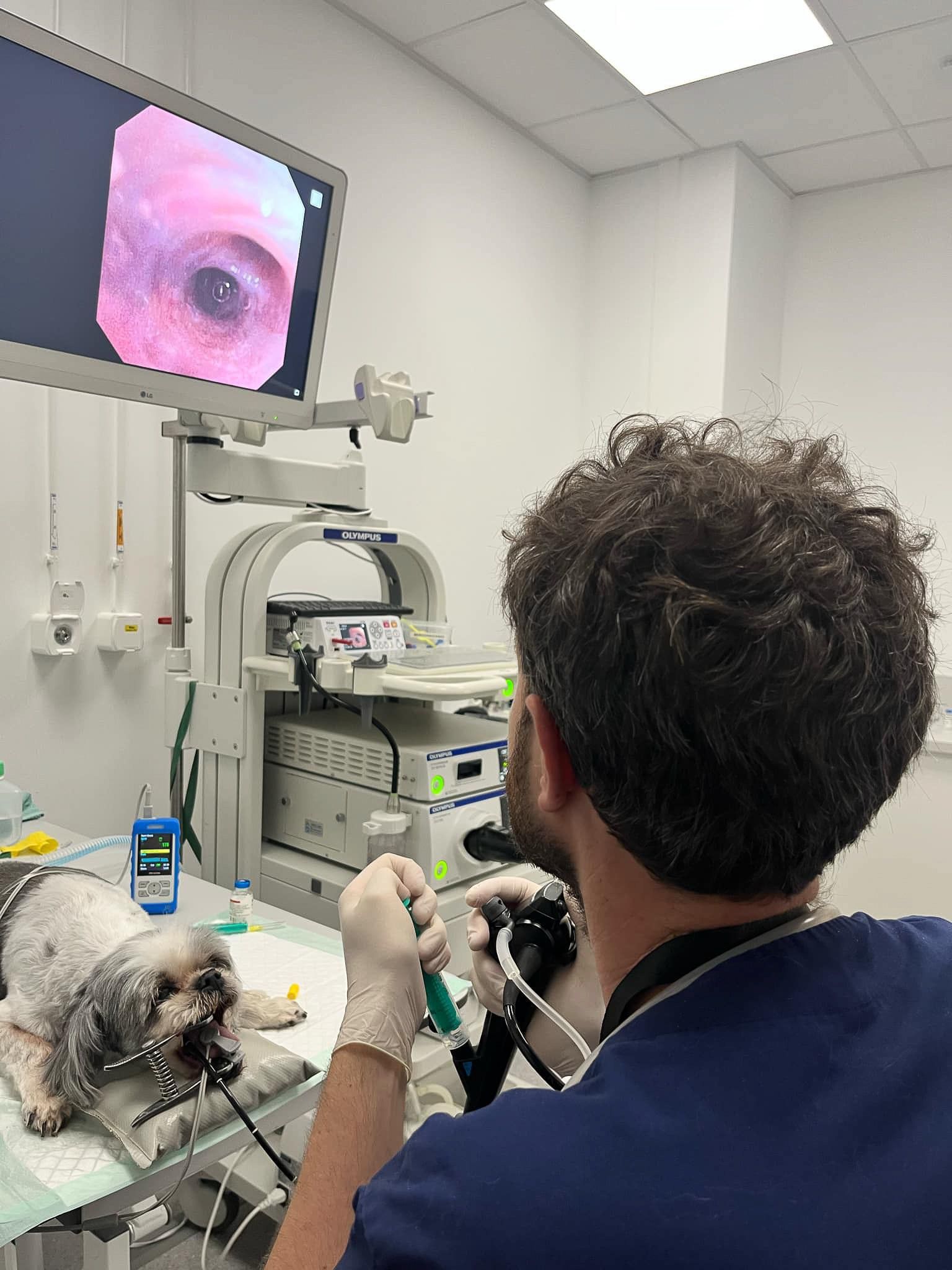 Un vétérinaire utilise un endoscope sur un petit chien. L'intervention est suivie sur un écran.