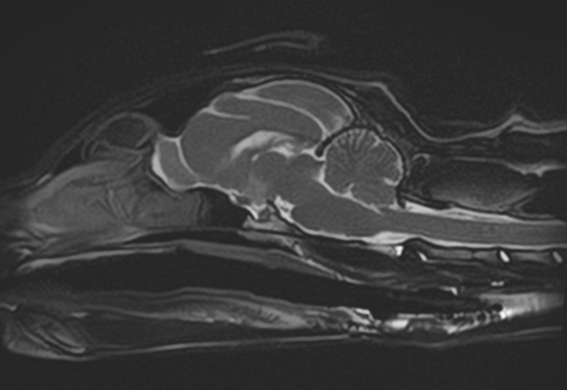 Imagerie par résonance magnétique (IRM) de la tête d'un chien, montrant le cerveau et la moelle épinière en coupe transversale.