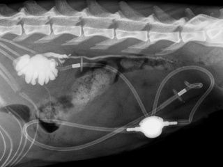 Radiographie de l'abdomen d'un chat montrant un système de cathéter urinaire avec une vessie pleine et des tubes connectés.