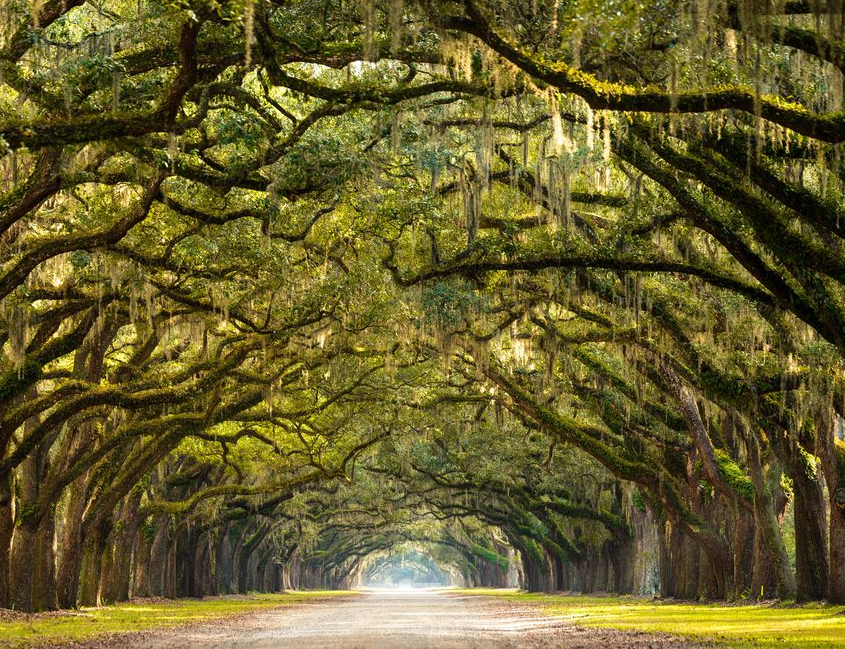 A long, tree-lined lane with Spanish moss, creating a natural tunnel of green and brown.