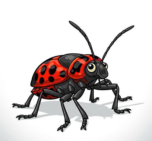A cartoon illustration of a red and black boxelder bug on a white background.