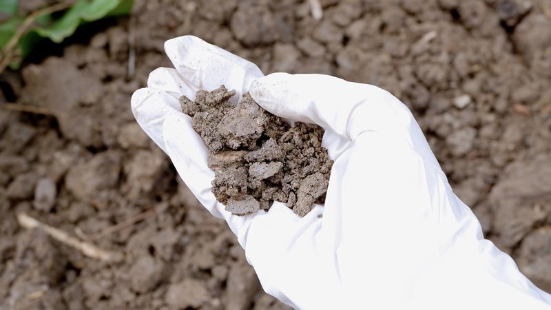 A person wearing white gloves is holding a pile of dirt in their hand.