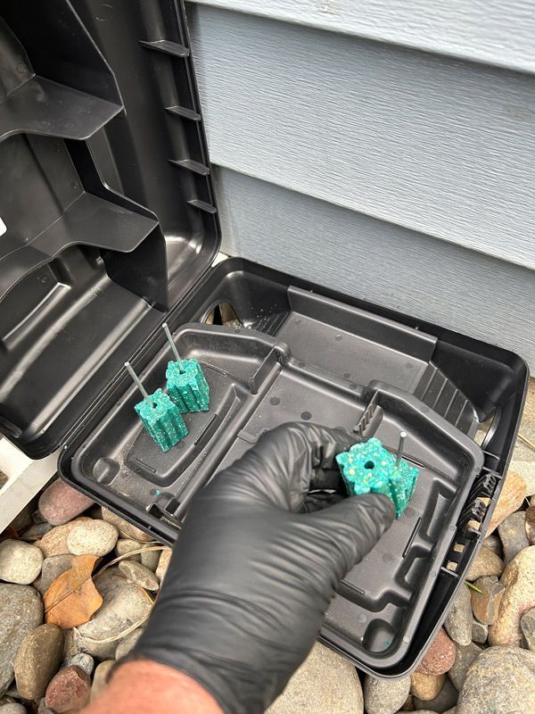 A person wearing a black glove is putting bait in a mouse trap.