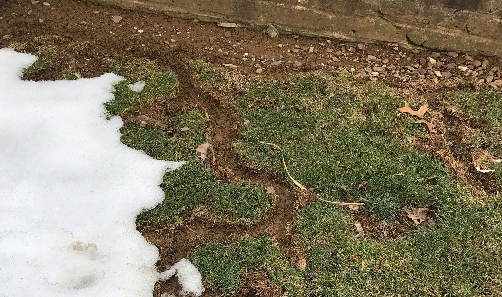 Snow melting over green grass and brown dirt, near a brick wall. Lawn shows vole pest damage.
