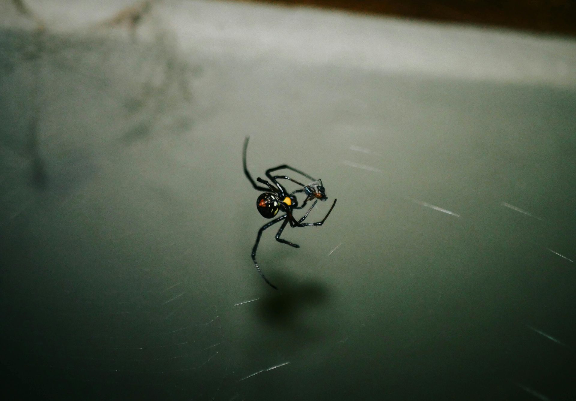 Black widow spider with red hourglass mark on its underside, suspended in its web.