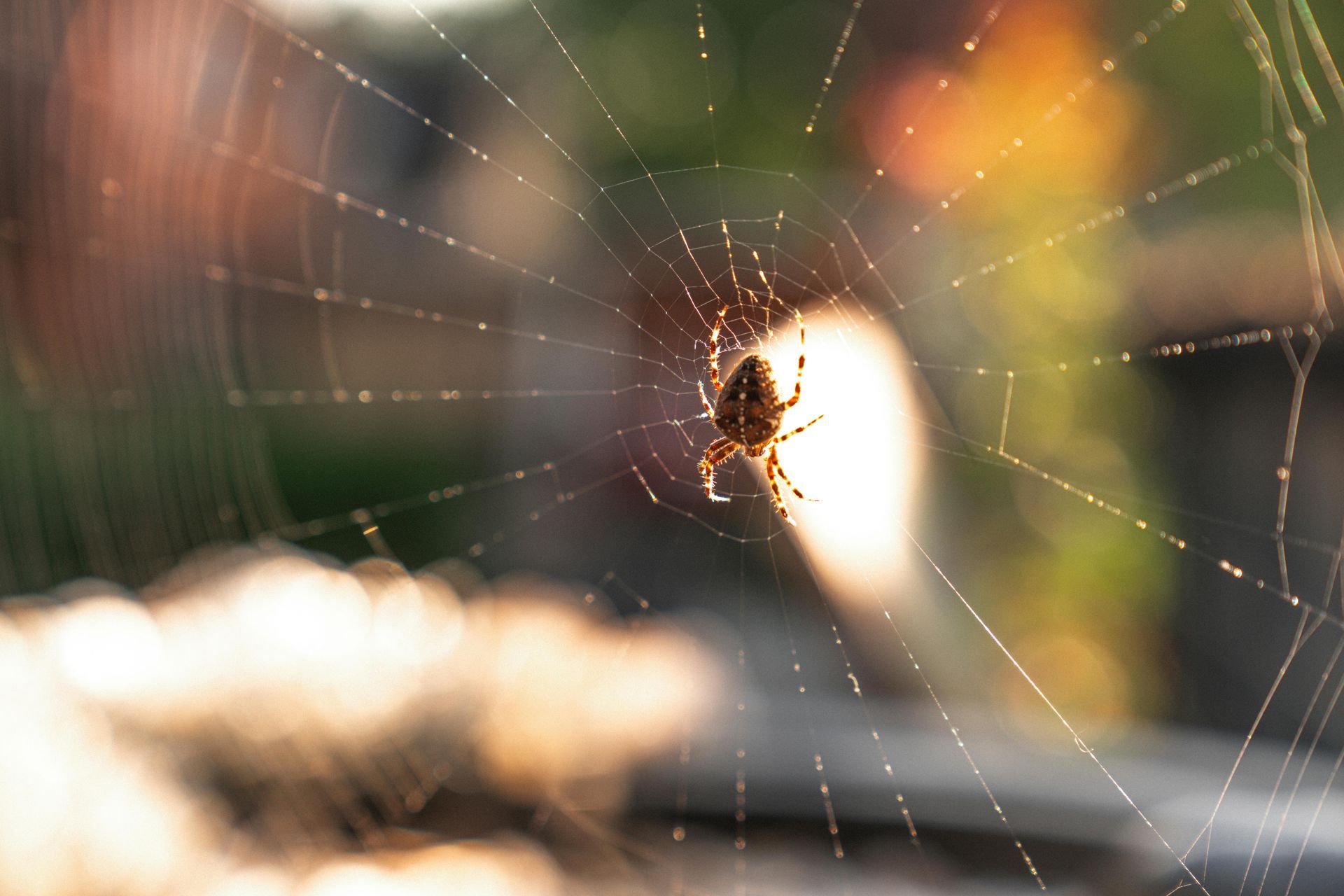 Spider in its web, silhouetted against a bright, out-of-focus background with warm colors.