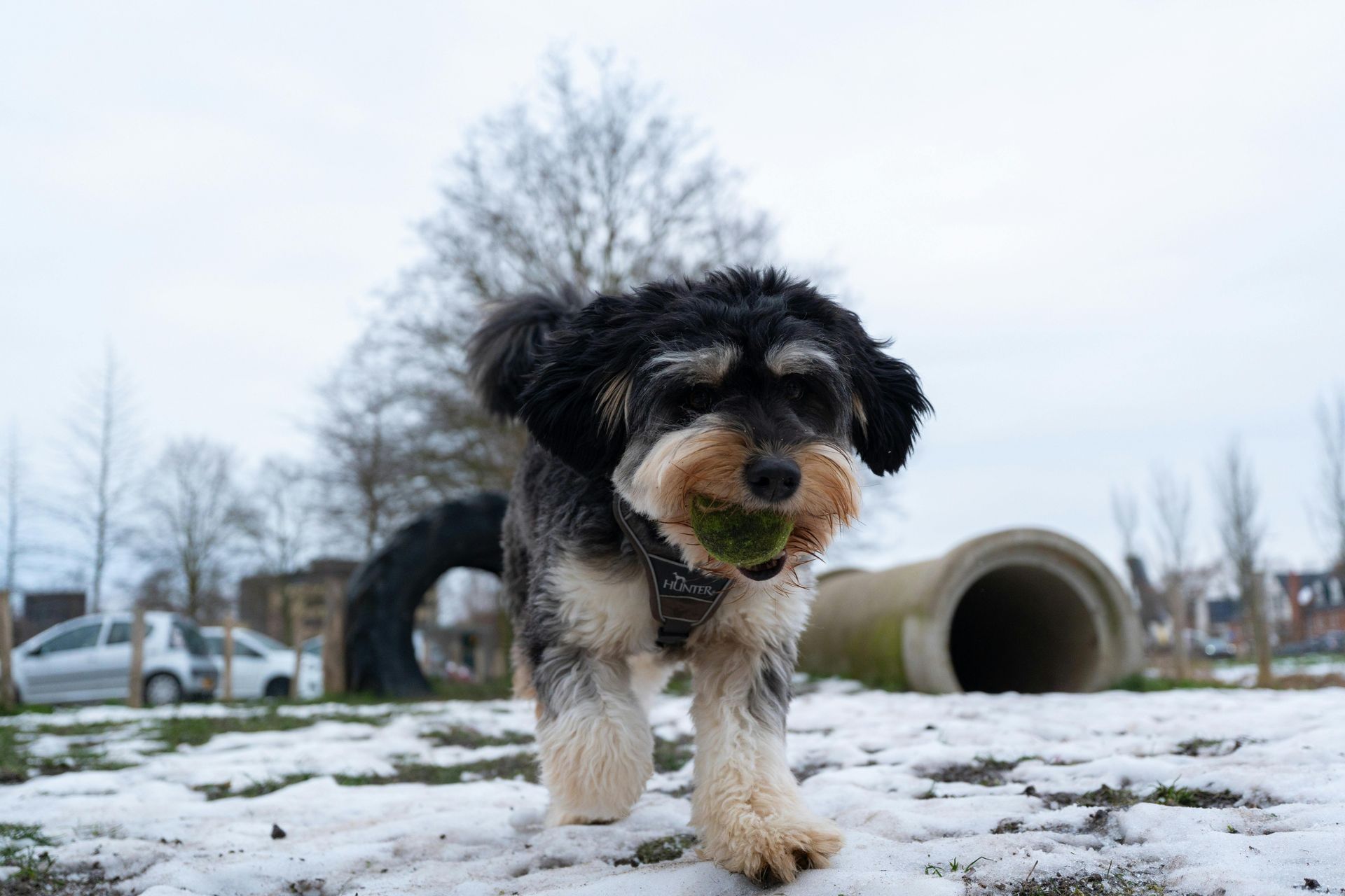 Dog, black and tan, runs through snow with a green ball in its mouth, park setting.