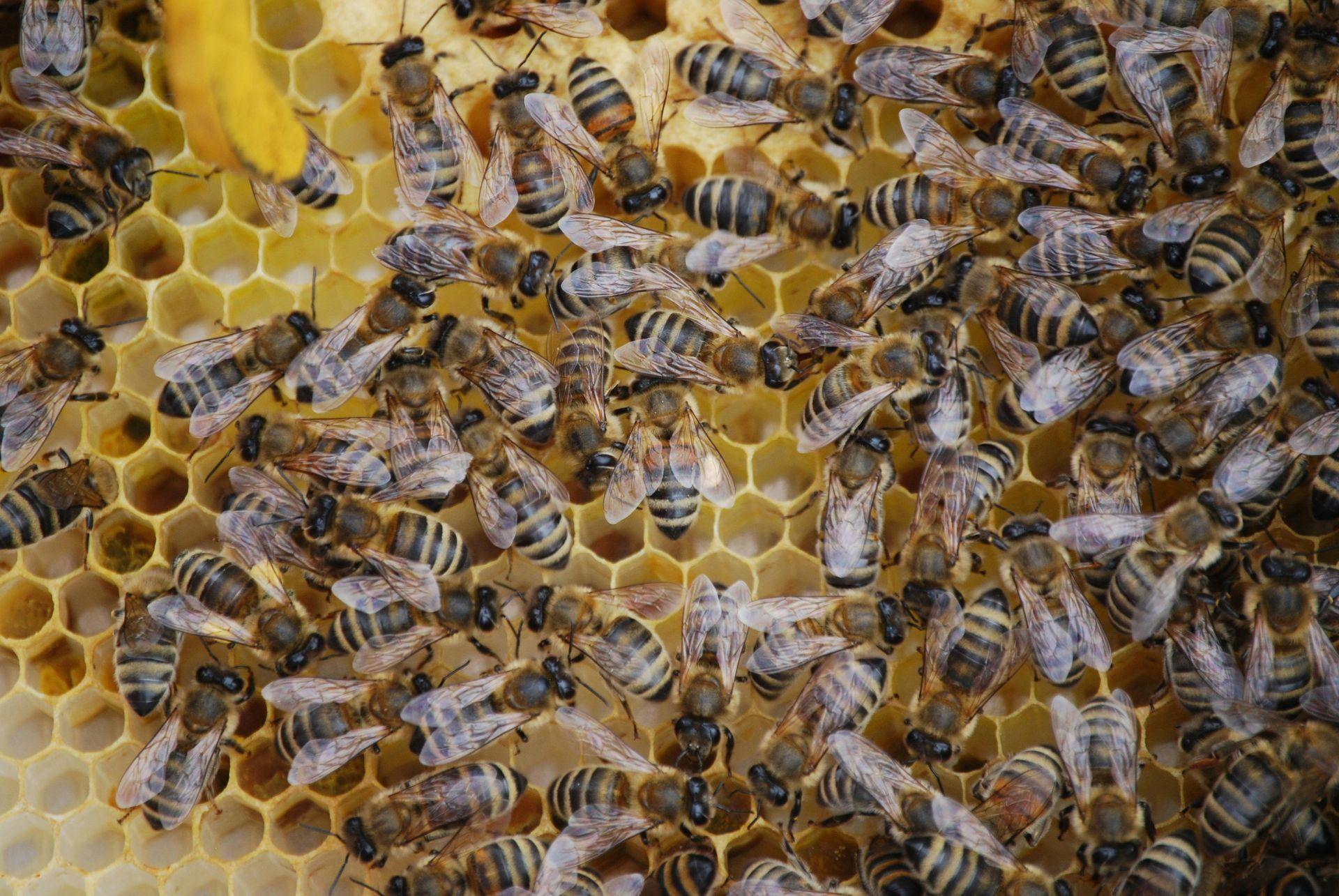 Honey bees clustered on a honeycomb with yellow wax cells and visible brood.