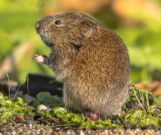 A small, brown vole stands upright on mossy ground, looking to the left with its front paws raised.