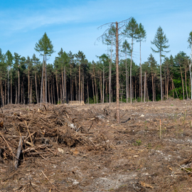 Photo of Stump Grinding