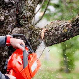 Photo of Stump Grinding