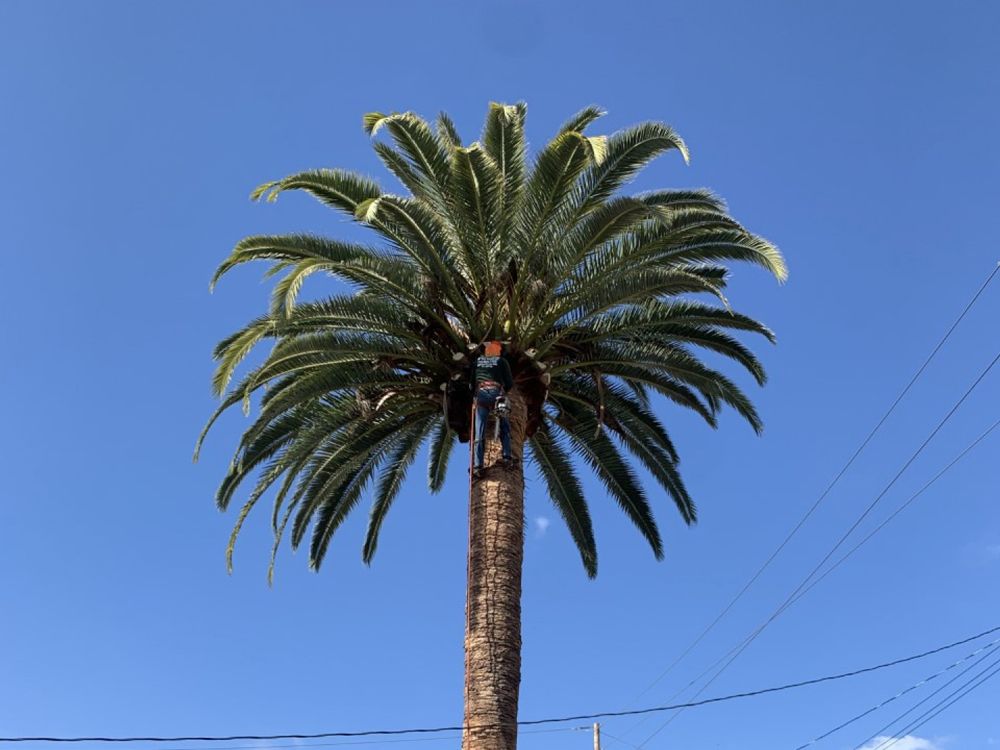 Professional Worker Trimming a Palm Tree