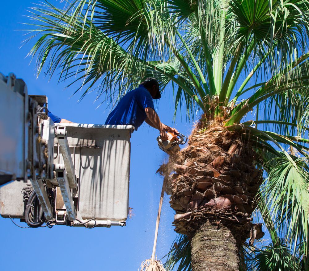 Professional Worker on a Bucket Lift Trimming a Tree