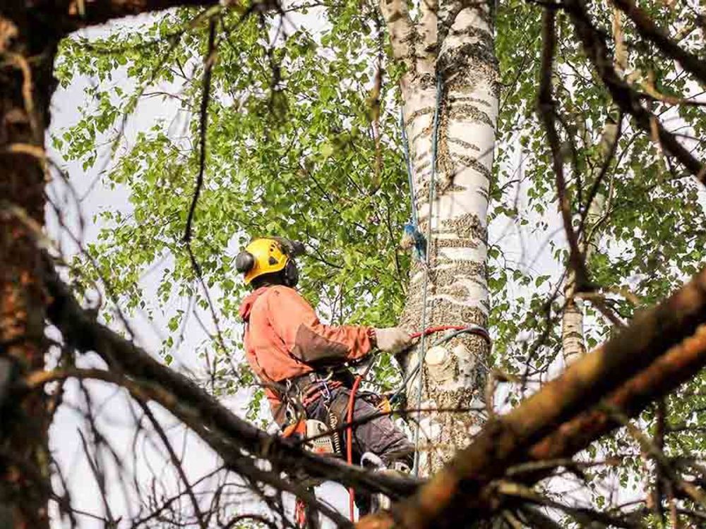 Professional Worker Removing a Tree Branch
