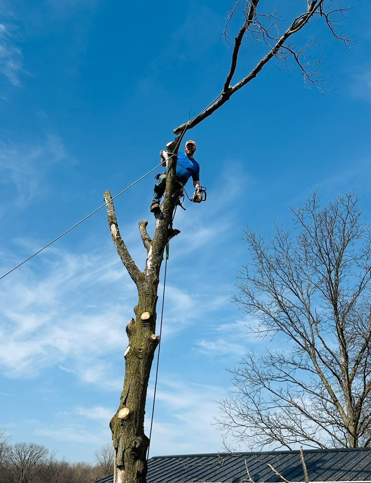 A man is climbing a tree with a chainsaw.