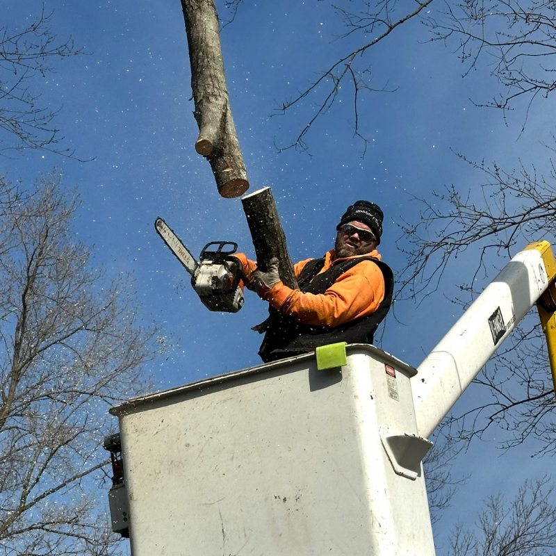 A man is cutting a tree branch with a chainsaw