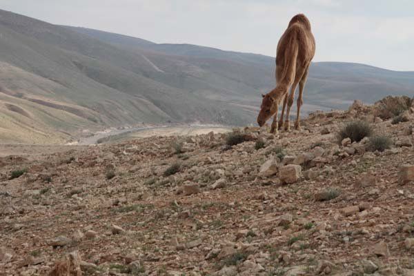 © כל הזכויות לתמונות באתר שייכות לדן פורגס צלם