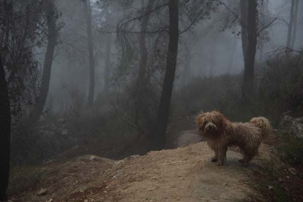 © כל הזכויות לתמונות באתר שייכות לדן פורגס צלם