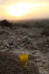 © כל הזכויות לתמונות באתר שייכות לדן פורגס צלם